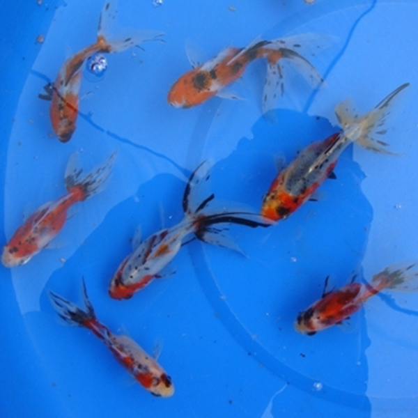 3" Fantail Calico Goldfish - 25 ct 