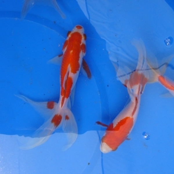 5" Fantail Sarasa Goldfish- 12 ct