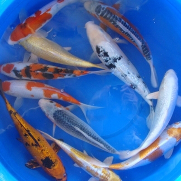 12" Premium Koi - 1 ct