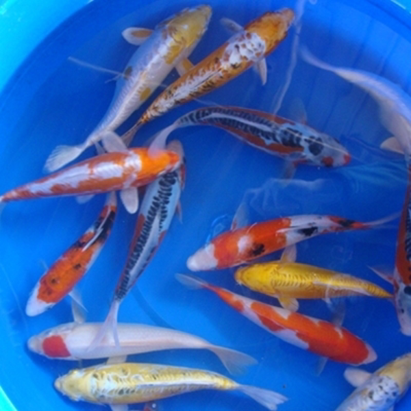 8" Premium Koi - 5 ct